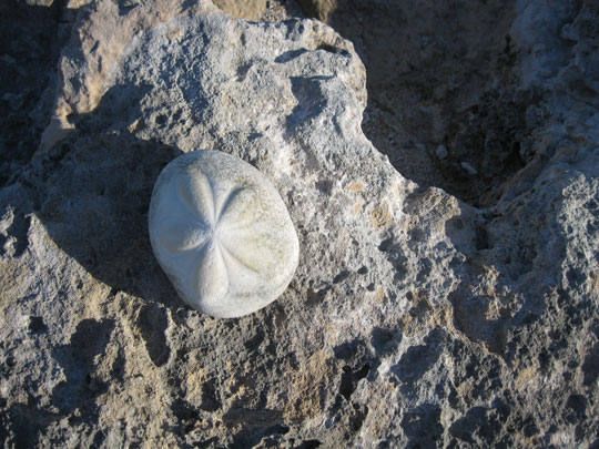 Sand dollar on Soilder Cay. The sand dollars and brain coral were amazing.