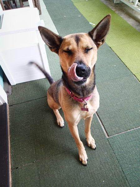 Daisy really enjoys those raw hotdog bites!
