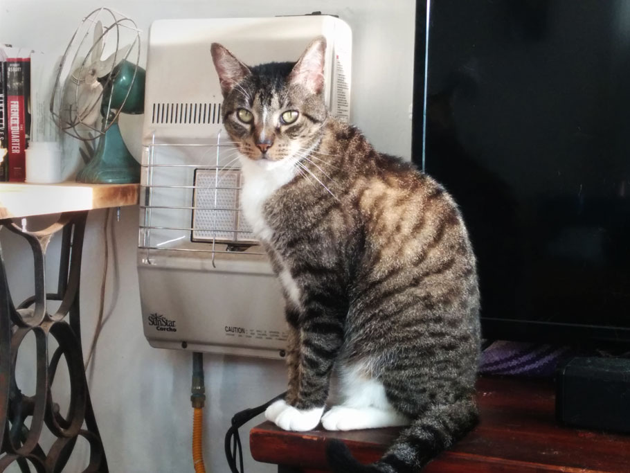 It was a little cold during our visit. Pierre liked to station himself next to the gas heater on the wall. He was not happy when it warmed up and we turned it off.