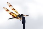 This Halloween Pennant landed on Ballena Blanca's antenna while we were waiting in line and stayed with us until we left the park and got back on the highway.