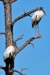 Wood Storks.