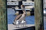 Brown Pelican and Laughing Gulls.
