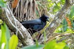 Boat-tailed Grackle.