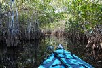 Kayaking through a mangrove tunnel.