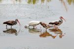 White Ibis. Juveniles of this species are mottled brown-white, becoming fully white as adults.