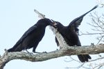 Fish Crow feeding another crow.