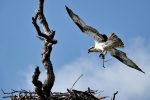 Osprey building a nest.