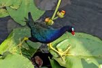 Purple Gallinule. Why would humans make up fairies and leprechauns when they can actually watch these Purple Gallinules dance across lily pads?