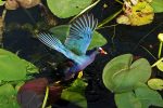 When a lily pad starts to give way, the Purple Gallinule flaps his wings to keep from sinking.