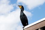 Double-crested Cormorant.