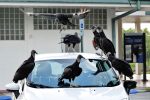 Black Vultures hanging out on a car in the early morning.