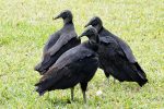 Black Vultures.