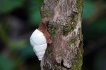 Florida Tree Snail.