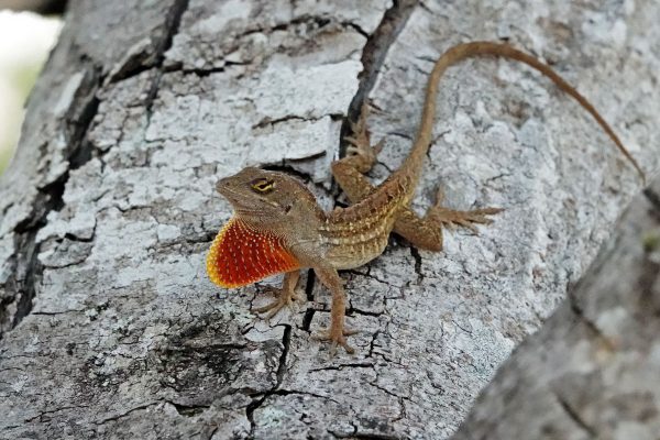 This Brown Anole was also hanging out in the tree at our campsite.