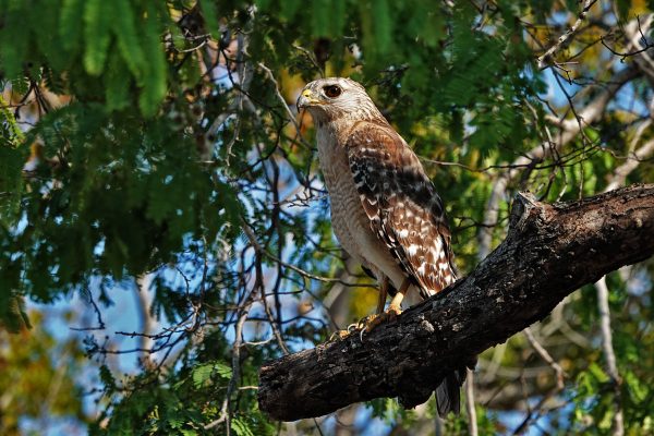 Red-shouldered Hawk landed right next to Ballena Blanca in a tree in our campsite.