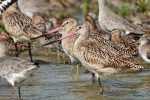Marbled Godwits.