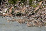This flock of Dowithcers, Godwits, and Willits landed in front of us as we kayaked past.