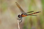 Four-spotted Pennant.