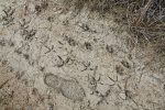 Footprints in the muck - humans, birds, and maybe ---- Florida Panthers?