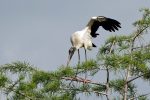 Wood Stork.