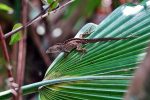 Brown Anole.
