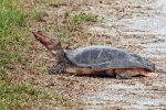 Florida Softshell Turtle.