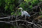 Great Blue Heron at the H. P. Williams Roadside Park.