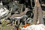 Spotted Sandpiper. We spotted this guy at the kayak launch back in Everglades City.
