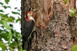 Red-bellied Woodpecker.