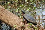Northern Red-bellied Cooter.