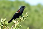 Red-winged Blackbird.