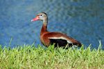 Black-bellied Whistling-duck.
