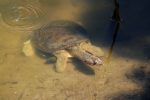Florida Softshell Turtle.