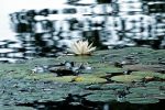 American White Waterlily.