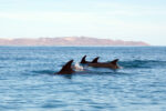 Common Bottlenose Dolphins.