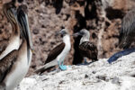 A pair of Blue-footed Boobies.