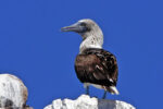 Blue-footed Boobie.