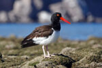 We didn't see too many birds at San Damian but we did see this lovely American Oystercatcher.