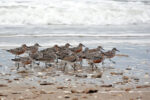Red Knots.
